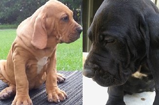 Fila Brasileiro puppy for sale