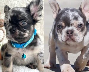 French Bulldog Bat Ears vs Rose Ears