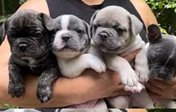French bulldog for sale