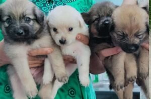 German Spitz Puppies For Sale