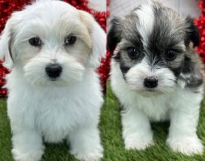 Havanese puppy for sale under $500