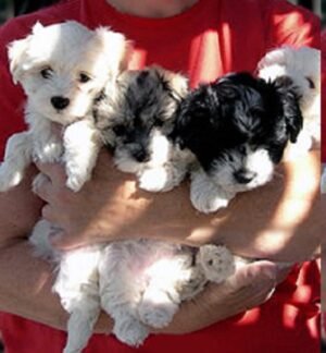 Havanese puppies for sale under $600