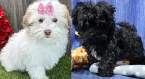 Havanese puppy for sale near me