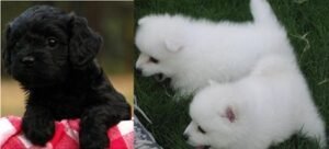 Japanese Spitz Puppy for sale
