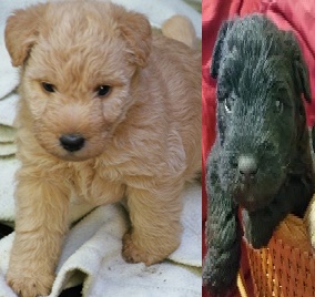 Lakeland Terrier for sale