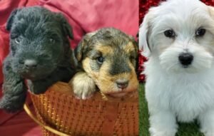 Lakeland terrier puppies for sale