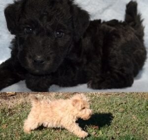 Lakeland terrier puppy for sale