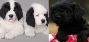 Landseer puppies for sale