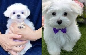 Maltese puppy for sale