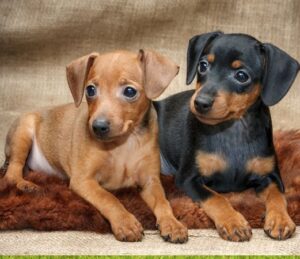 Miniature pinscher puppies #