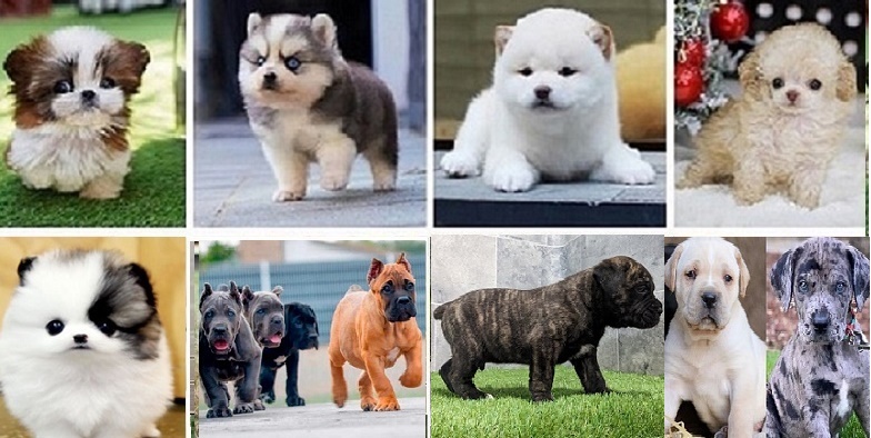 buy Cane Corso Puppy