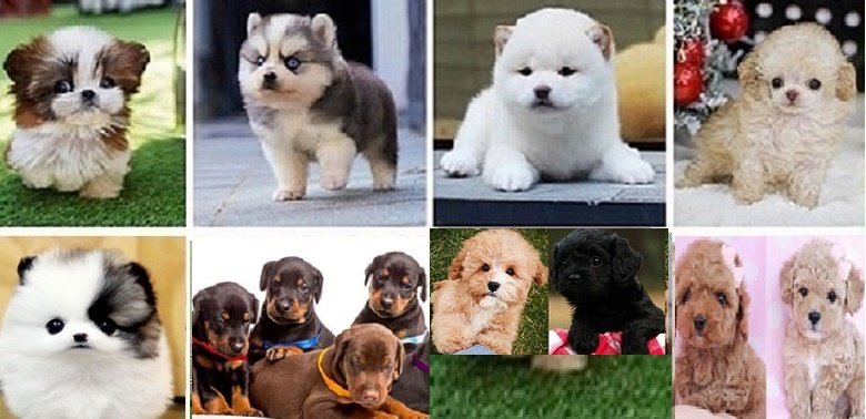 Cavapoo dog breeders