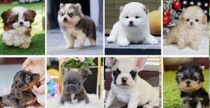 French bulldog puppy for sale