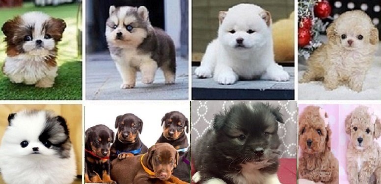 American Eskimo dog puppy for sale