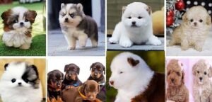 Landseer Dog Puppy for sale