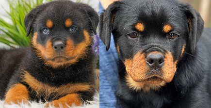 Rottweiler dog