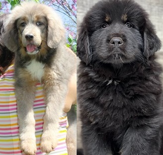 Tibetan Mastiff Puppy For Sale under $1000