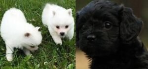 Volpino Italiano Dog Breed information