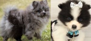 Volpino Puppies For Sale near me