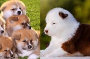 Shiba Inu for sale