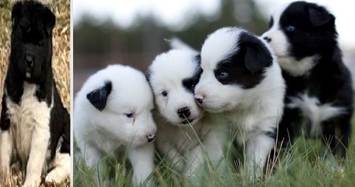 Yakutian Laika Puppies For Sale