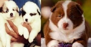 Yakutian Laika Puppy For Sale