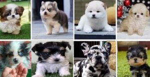 Yorkshire Terrier Biewer for sale