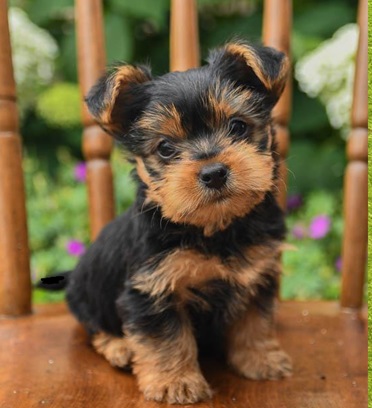 Yorkshire Terrier puppy