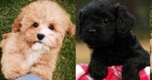Cavapoo puppies for sale