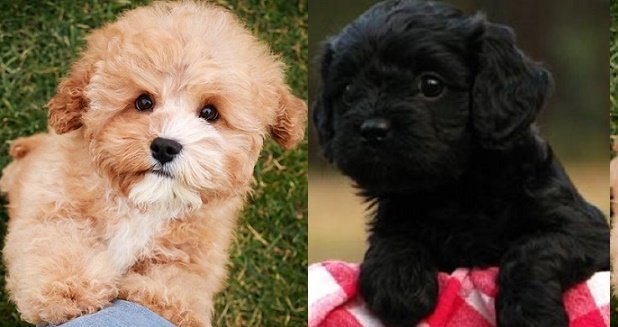 Cavapoo puppies for sale