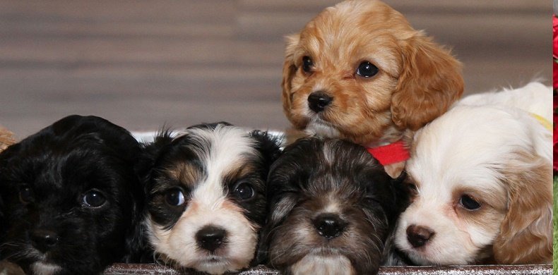 Cavapoo puppy for sale