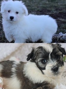 coton de tulear puppies for sale