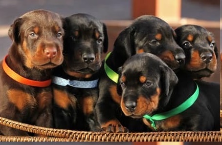 Doberman pinscher puppies for sale