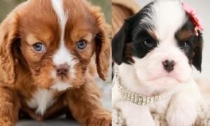 Where to Buy Cavalier King Charles Spaniel dog