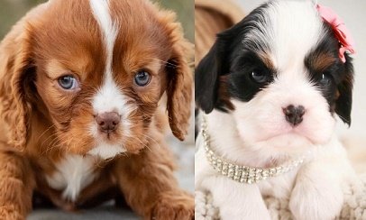 Where to Buy Cavalier King Charles Spaniel dog
