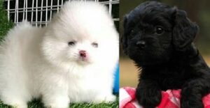 volpino italiano puppies for sale