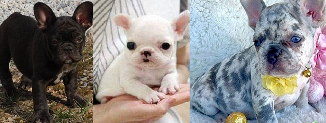 Akc French bulldog breeders