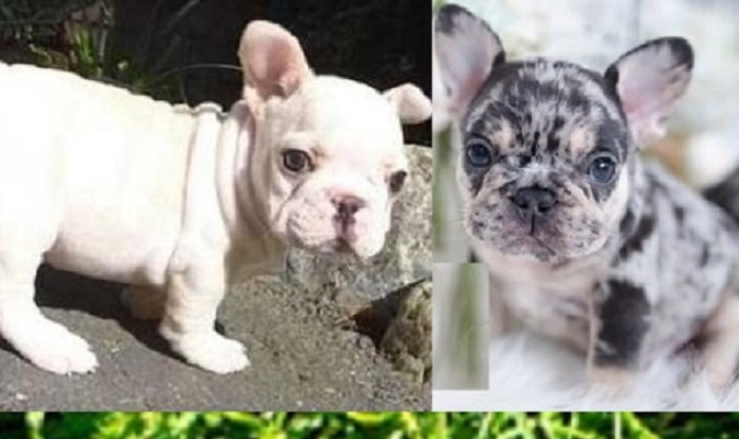 Arizona French bulldogs for sale