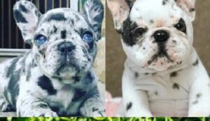 Arkansas French bulldogs for sale