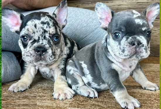Blue French bulldogs-