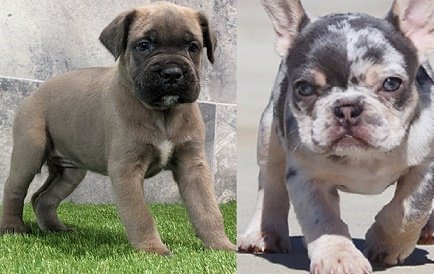 Cane Corso adoption price range