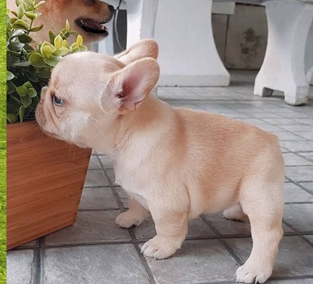 Cheap French bulldog #