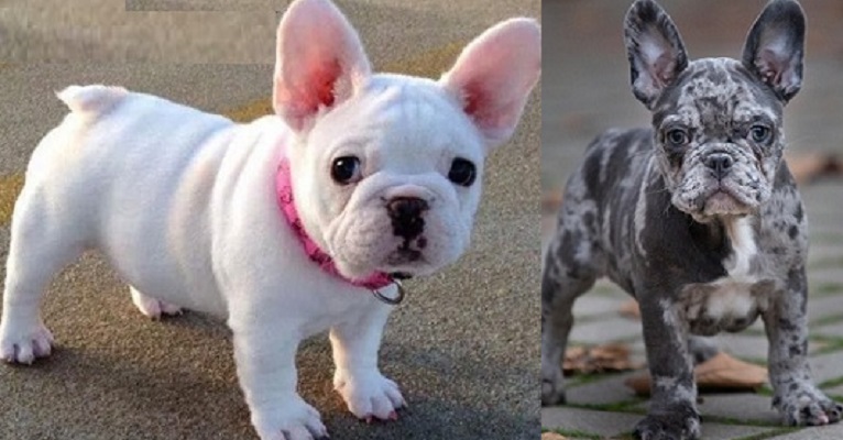 Dog French Bulldog