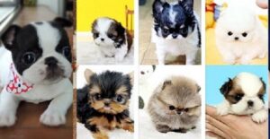 Dogs for sale near me under $500