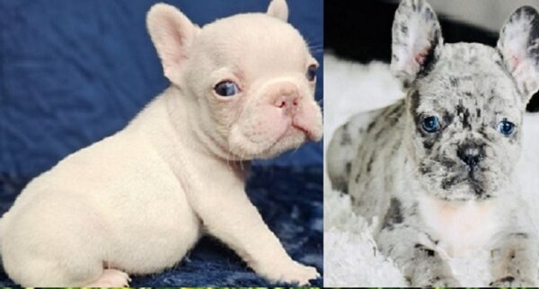 French Bulldog Breeder Massachusetts