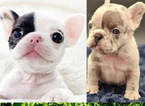French Bulldog Breeders New York State