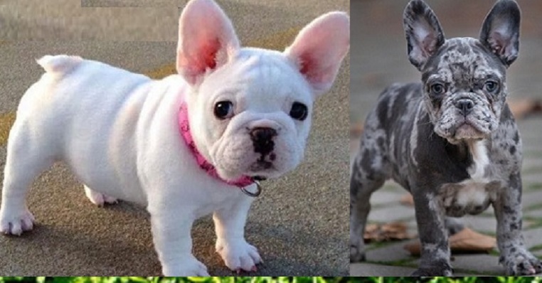 French Bulldog Breeders in Oklahoma
