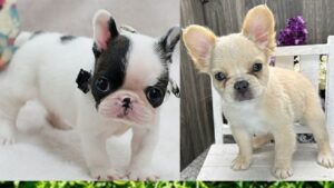 French Bulldog Puppies Frederick Maryland