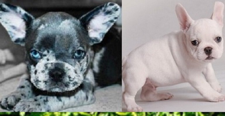 French Bulldogs of Alaska