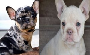 French bulldog adoption price